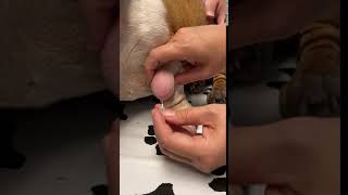 Lipoma in Dogs Fine Needle Aspiration by a Veterinarian [upl. by Jonas472]