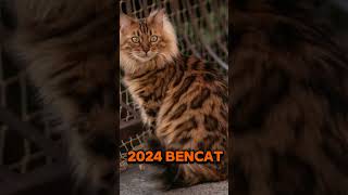 2024 bencat and 5000bce bencat animals trending [upl. by Urbannal]