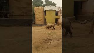 Animals in zoo Rhinoceros trending viralvideo youtubeshorts likeandsubscribe animals [upl. by Syla]