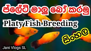 Platy Breeding Sinhala  ප්ලේටි බෝ කරමු  Jani Vlogs SL [upl. by Alhsa]