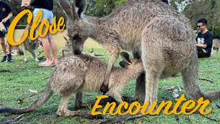 Brisbane Close Encounter w Koalas amp Wallabies  Australia [upl. by Anitsuga]