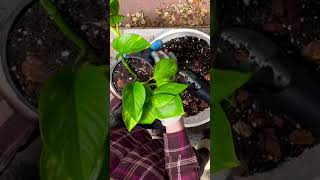 Quick lil repot on devils ivy houseplants pothos ivyplant indoorplants plantmom plants [upl. by Akimit]