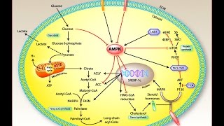 Is this molecule the cause of fibromyalgia symptoms [upl. by Relyhs]