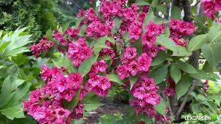 Weigela a prolific flowering shrub with pink and red flowers [upl. by Sirhc]