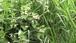 Lamium album  Weiße Taubnessel White Deadnettle [upl. by Pacian60]