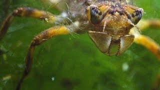 Stunning TimeLapse of a Dragonfly Growing Wings [upl. by Anivahs378]