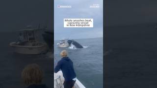 Whale smashes boat capsizing vessel in New Hampshire [upl. by Arev]