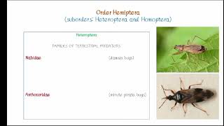 Order Hemiptera [upl. by Doria]