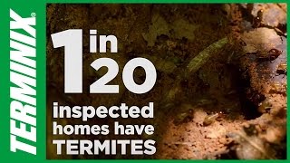 Protect Home From Termites  Termite Facts  Terminix [upl. by Attlee]