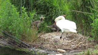 Mute Swan attacking Greylag Geese [upl. by Patrizius]