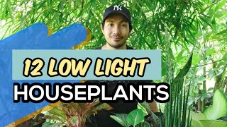 LOW LIGHT HOUSEPLANTS  PLANTS THAT CAN THRIVE IN LOW LIGHT [upl. by Leora546]