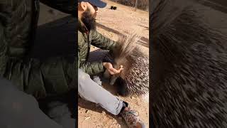 Porcupine 🤔 porcupine science sciencefacts AntarikshTV [upl. by Moncear162]