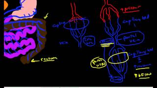 Hepatic Portal Circulation Anatomy amp Physiology [upl. by Hicks]