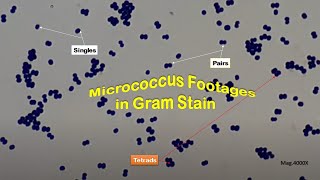 Micrococcus Gram Stained Footages [upl. by Emia]