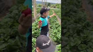 Ismael y Emiliano hablando e nuestras Fresas [upl. by Fidele]