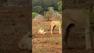 Accoppiamento leoni parco Kruger South Africa 😍🇿🇦  safari wildlife africa animals [upl. by Adnawed]