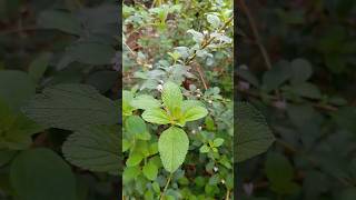 Melissa officinalis planta medicinal melissa youtubeshort viraliza shortsviral [upl. by Aetnuahs]