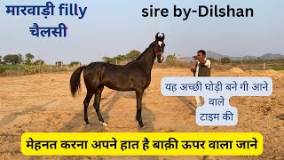 SK stud farm थावलानागौर beautiful मारवाड़ी fillyमेहनत करनाअपने हाँत है। marwarihorses video [upl. by Eelymmij]