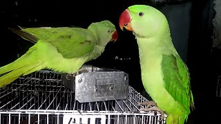 Parrot Natural Sounds  Parrot Talking [upl. by Atik]