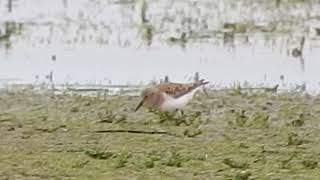 Temmincks Stint Marshside 16524 [upl. by Attolrac]