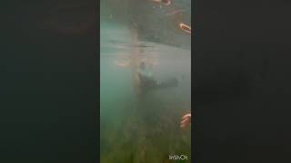 Swimmers find mermaid in a Cornish tidal pool merpool ukmermaid cornwall portreath [upl. by Lippold158]