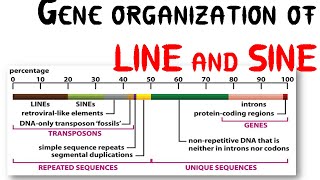 Genetic organization of LINE and SINE [upl. by Mihalco247]