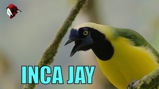 Inca Jay  Cyanocorax yncas yncas  Biodiversity Shorts 131 [upl. by Nobie]