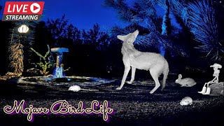 LIVESTREAM 4232024 🌵Desert Night Watering Hole Ground Cam🌙🐺 Coyotes Bobcats Kangaroo Rats amp More [upl. by Donohue]