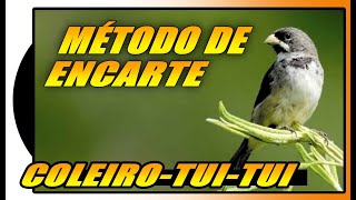 COLEIRO TUÍTUÍ 🎼 TREINAMENTO COM MÉTODO DE ENCARTE 🎶 papacapim coleirinho tuitui [upl. by Namurt129]