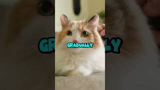 PART 3  HOW TO GROOM AN AGGRESSIVE CAT  LA BELLE PAW CatGROOMING catlovers trendingcats [upl. by Belac]