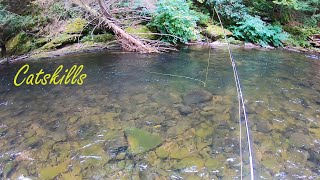 Fly Fishing the CATSKILLS East Branch Delaware amp Willowemoc [upl. by Navi]