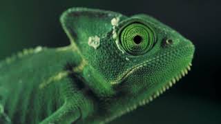 Green vailed chameleon seen from one side [upl. by Lissi]