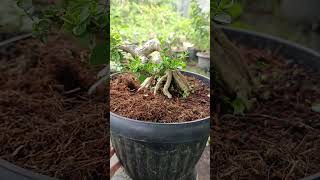 bonsai sancang bu waroengkacir real bonsai bonsaisancang bonsaidream bonsaiindonesia [upl. by Novets]