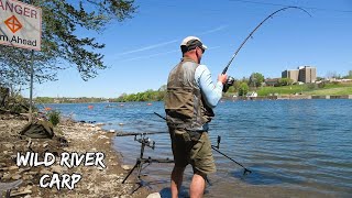 Wild River Carp Fishing  First 20 Pounder of the Year [upl. by Darbee]