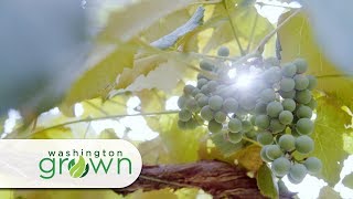 Grapes  Washington Grown  S5E7 [upl. by Oralee]