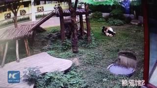 Man jumps into panda den gets attacked by giant panda 游客闯进熊猫馆 打扰午睡熊猫展开“人熊大战“ [upl. by Ciapas]