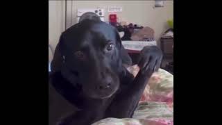 DOG biting his own paw pets tikdog dog funny [upl. by Metabel]