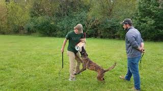 K9 Unleashed Zeke Off Leash Protection Work Protection Dog Sales [upl. by Akehsay]