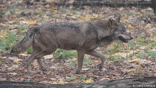 Iberischer Wolf Iberian Wolf  Tierpark Berlin [upl. by Llednohs]