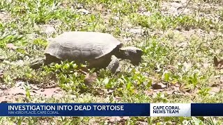 Investigation underway after dead tortoise found in Cape Coral [upl. by Nbi]