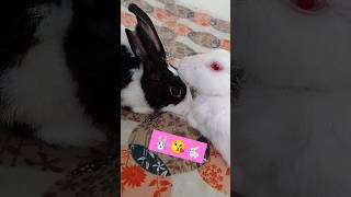 cute rabbit rabbit shorts youtube shorts khargosh [upl. by Hna149]