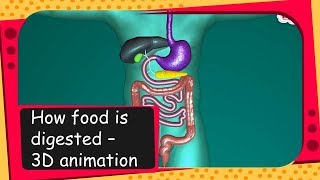 Science  How food is digested  3D animation  English [upl. by Elia437]