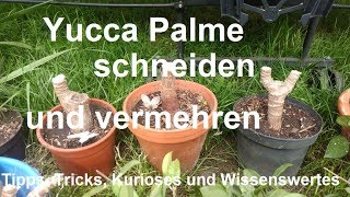 Yucca Palme schneiden Yuka Palmen vermehren Yuccapalme stutzen Ableger Stecklinge ziehen [upl. by Ardnuhs960]