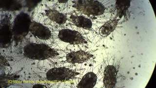 Life Under Microscope Living Flour Mite Acarus siro Acaridae in Kiev Ukraine [upl. by Plato]