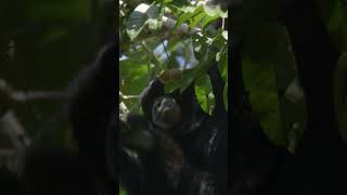 Życie w dżungli dżungla filmprzyrodniczy małpy orangutan filmdokumentalny natura gibbon [upl. by Enylrac]