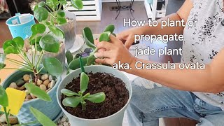 How to propagate jade plant 🪴 or how to plant jade plant aka crassula Ovata [upl. by Ury]