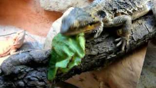 Bearded dragon eat lot of lettuce [upl. by Bass]