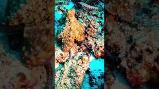 quotThe Fascinating World of Octopuses Masters of Camouflage and Intelligencequot octopus octolove [upl. by Avlem245]