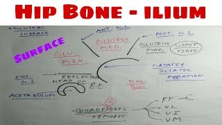 Hip Bone  Part 5  ilium Surface Attachement  The Charsi of Medical Literature [upl. by Gaelan]