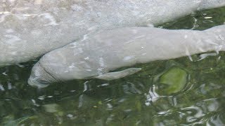 Zeekoe jong  Manatee Calf  Burgers Zoo 2019 [upl. by Terr]